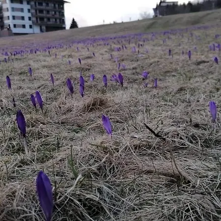 Donovaly Triangel A10 Apartamento *